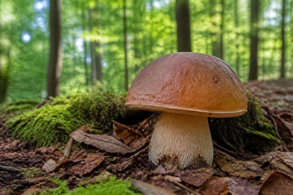 découvrez comment reconnaître le champignon des bois en 8 lettres pour réussir vos cueillettes en toute sécurité grâce à nos conseils pratiques.